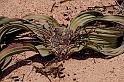 091 Welwitschia